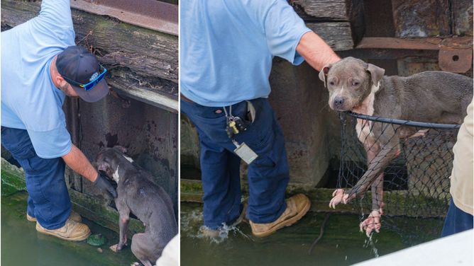 A crewman with Holiday Boat Charters rescuing the pup as she sits over the side of a dock (left); a fishing net is used to safely bring the pup onto the boat.